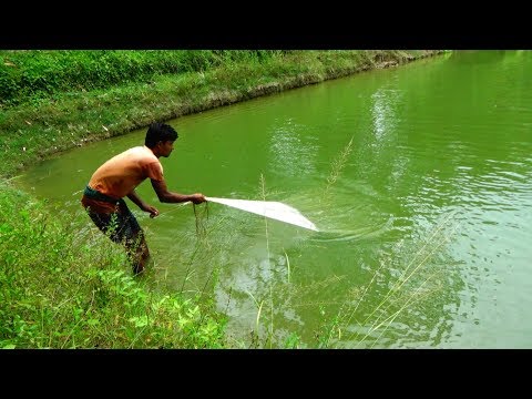 Amazing net fishing | Live Fish Hunting In village | Fishing by cast net