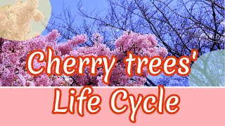 Cherry Tree's Life Cycle