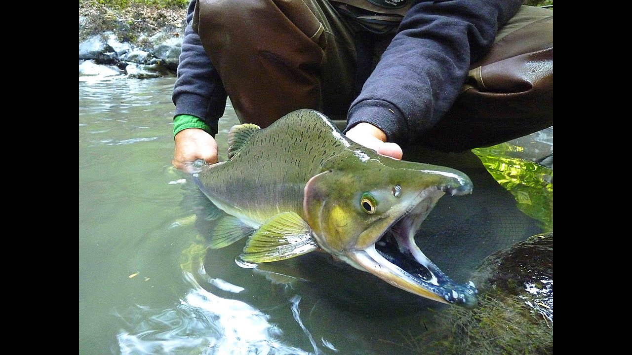 Tenkara Salmon Fishing: Washington State Pink Salmon 