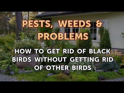 How to Get Rid of Black Birds Without Getting Rid of Other Birds