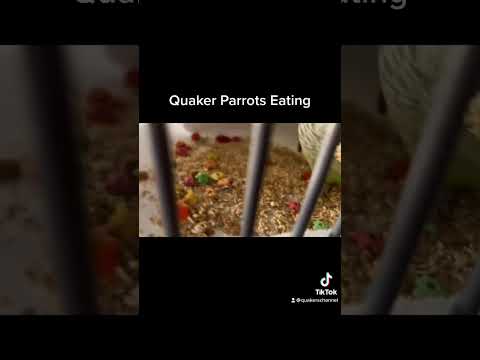 Quaker parrots eating