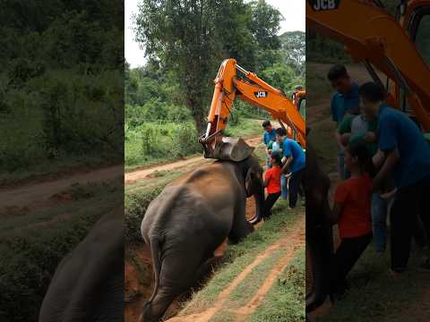 'Heartwarming Elephant Rescue Using | Humanity Still Exists ❤️ #ElephantRescue #Shorts #Kindness'