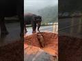 Humanity is best save elephant #elephant #rescueanimals #rescue #saveanimals