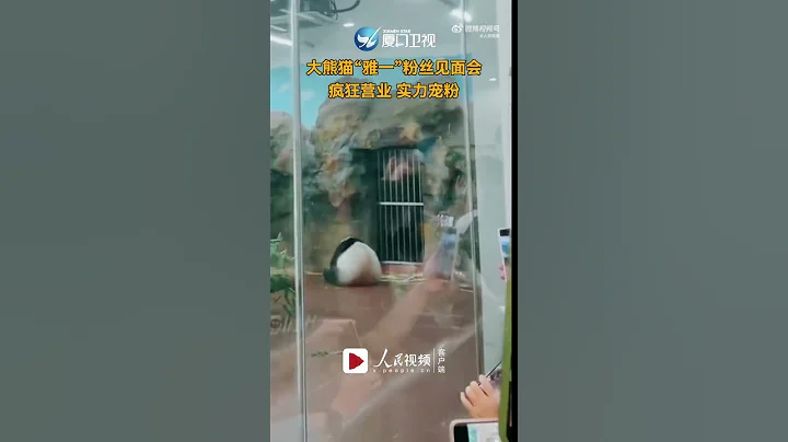 【萌寵】實力寵粉！廣州大熊貓雅一粉絲見面會瘋狂「營業」 - 天天要聞