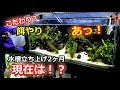 「滝壺レイアウト」水槽はどうなったか?餌やりして観察!