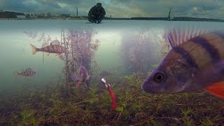 Зимняя рыбалка на окуня. Подводная камера(Зимняя рыбалка на окуня. Подводная камера Зимняя рыбалка с подводной камерой 2015-2016. Видео ловли окуня зимой..., 2015-12-18T12:21:56.000Z)