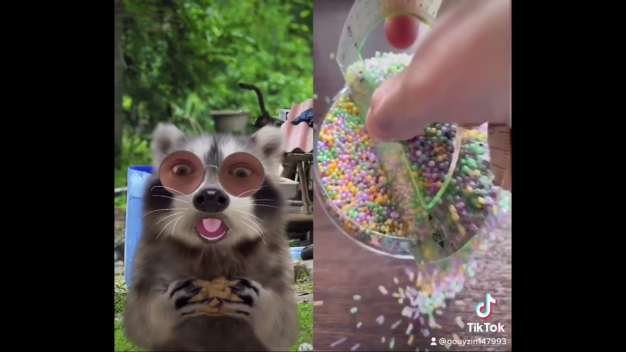 Raccoon reacts to satisfying video by sonn1c on TikTok 5 YouTube