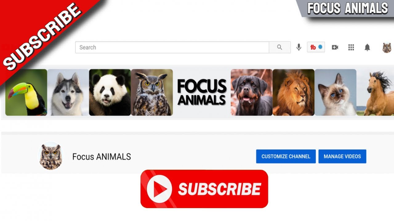 You Want To See This Subscribe To Animal Focus Youtube Channel Here Youtube