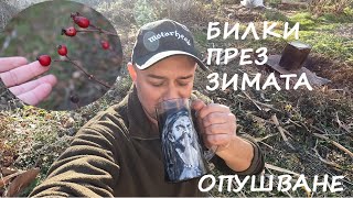 ЗА БИЛКИ ПРЕЗ ЗИМАТА И ОПУШВАНЕ НА МЕСО HERBS DURING WINTER AND SMOKED MEAT#herbs #smokedmeat