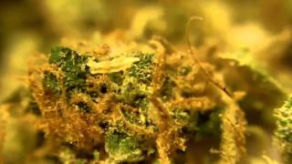 AK 47 Macro