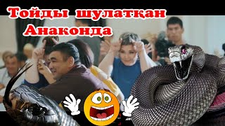 Тойды шулатқан  Анаконда🦖Орыс қызы Настя💃проста ма ма 🧨Би шайхас 🧨Шоумен тамада Алдияр #