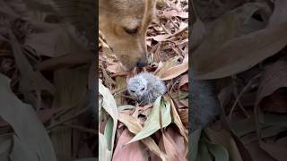 Man Saved Owl From Dog