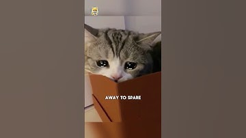 Signs before cats death😭💔 #cat #catfacts #catlover #death