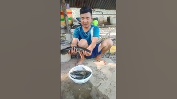 gỗ cá lóc đồng này mà nướng trui thì bá cháy rồi#video #shorts #huy phan tv