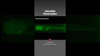 Zebrafish Observation Whole Body
