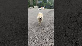 Mimi 🐶 💕