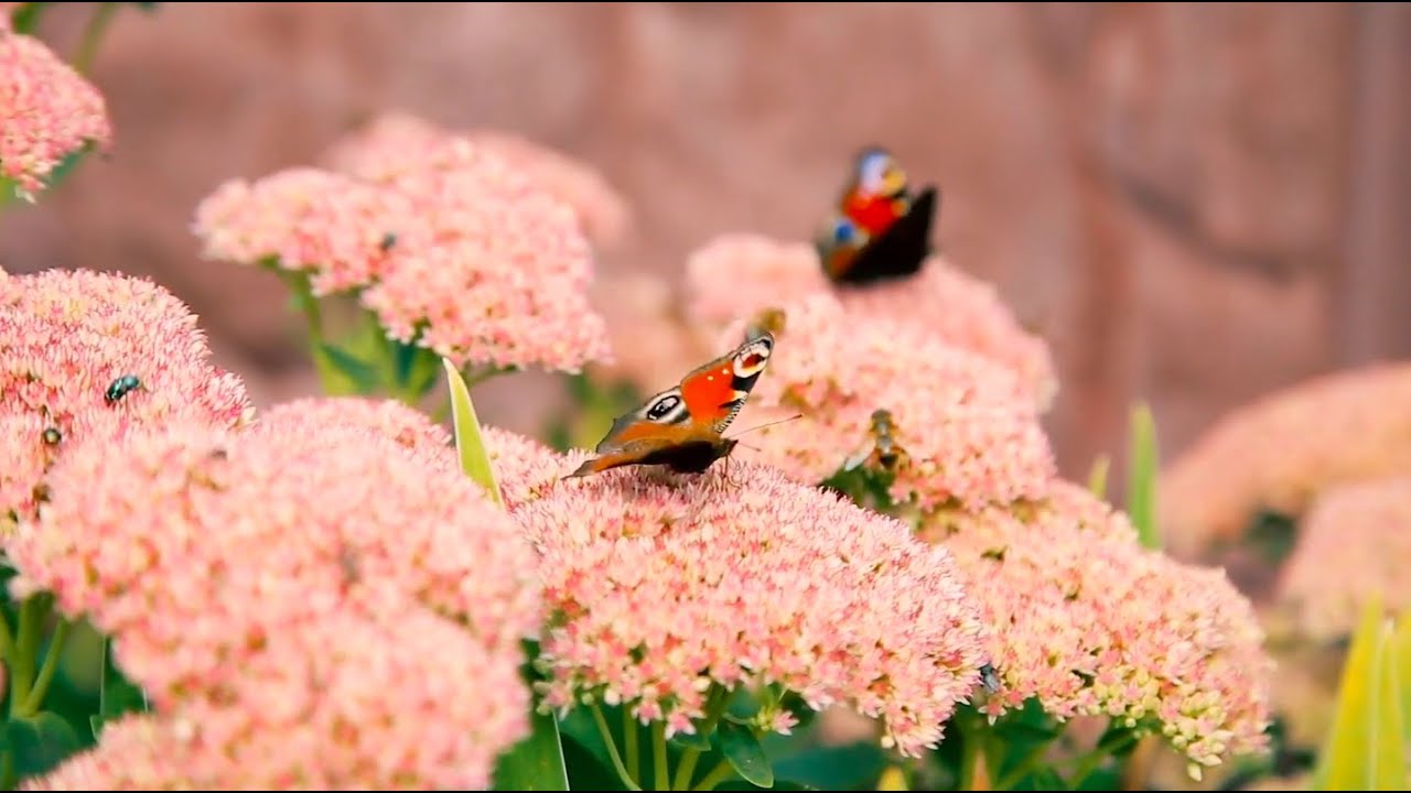 How Plants Show Irritability Or Their Responses To Stimuli?