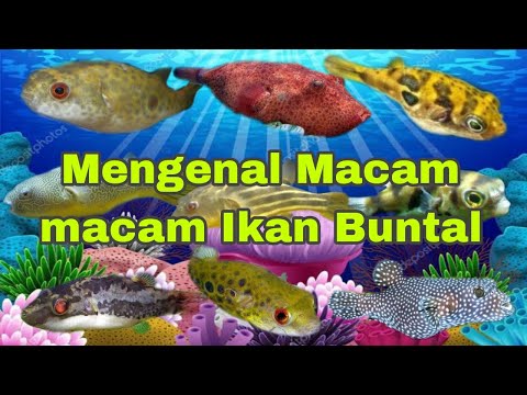 Mengenal Macam macam Ikan Buntal