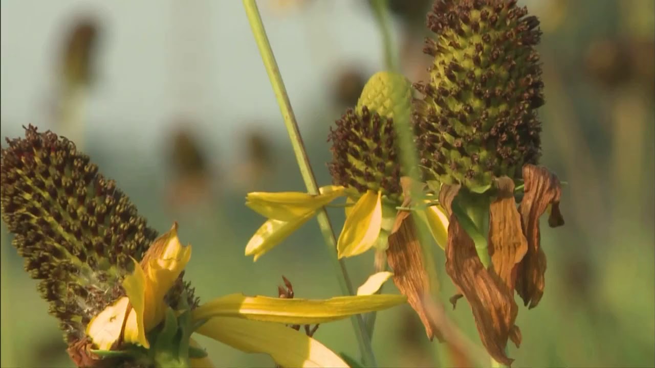 Texas Coneflowers YouTube