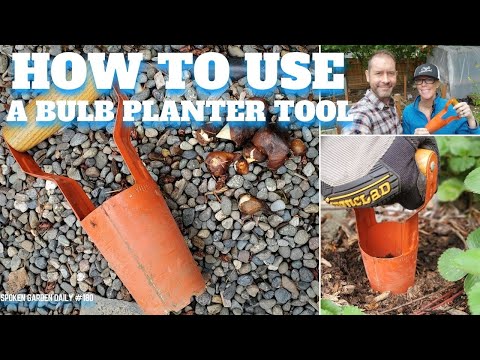 Video: Wat is een bollenplanter - wanneer en hoe een bollenplanter in de tuin te gebruiken?