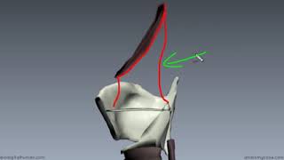 Y2Mate is   Mucosa of the Larynx and Vocal Cords   3D Anatomy Tutorial fBHr1RjqLHA 240p 161094609407
