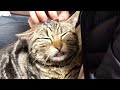 妹にツボを刺激されアヘ顔で甘えまくる猫w