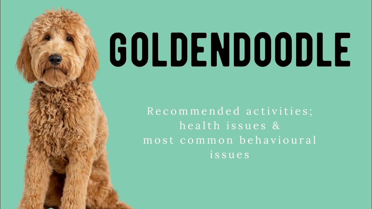 Breed info The Goldendoodle (activities, health issue & behavioural issues) YouTube