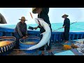 16000米长1600枚排钩，全都丢进深海里，咬钩的巨物一条比一条大