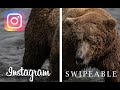 The Best Way to Display Your Wildlife Photography on Instagram | WILDLIFE PHOTOGRAPHY