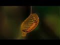 Nature's 3D Printer: MIND BLOWING Cocoon in Rainforest - Smarter Every Day 94