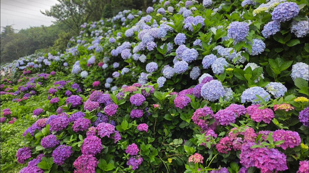 114 06 01萬里高家繡球花一日遊pds