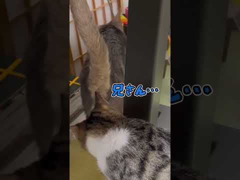 ニャン斗の拳15 ~えぐみ再び~ shorts #猫 #アビシニアン