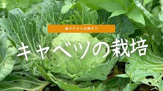 春まき キャベツの栽培記録 種まきから収穫まで