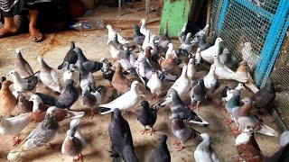 Ustad kaku k Kabutar | Delhi Ki Kabootar Bazi | Indian Pigeon