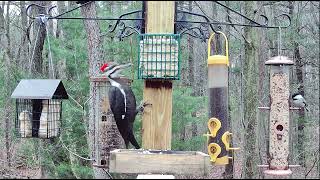 Pileated Woodpecker is extra hungry this morning at Woods' Edge - Nunica, MI - 03/31/24 by Live at Woods' Edge - Nunica, MI 103 views 1 month ago 3 minutes, 54 seconds