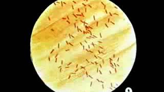 2.2. Culture \& Identification - Medical Microbiology