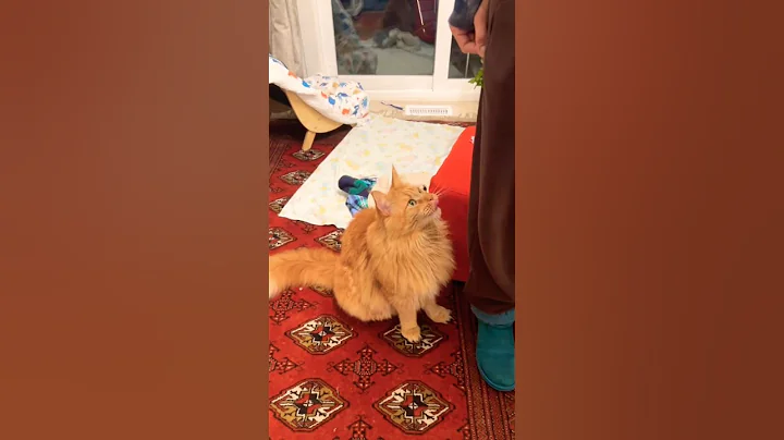 Video 11506321: mainecoon cat cute, catlover