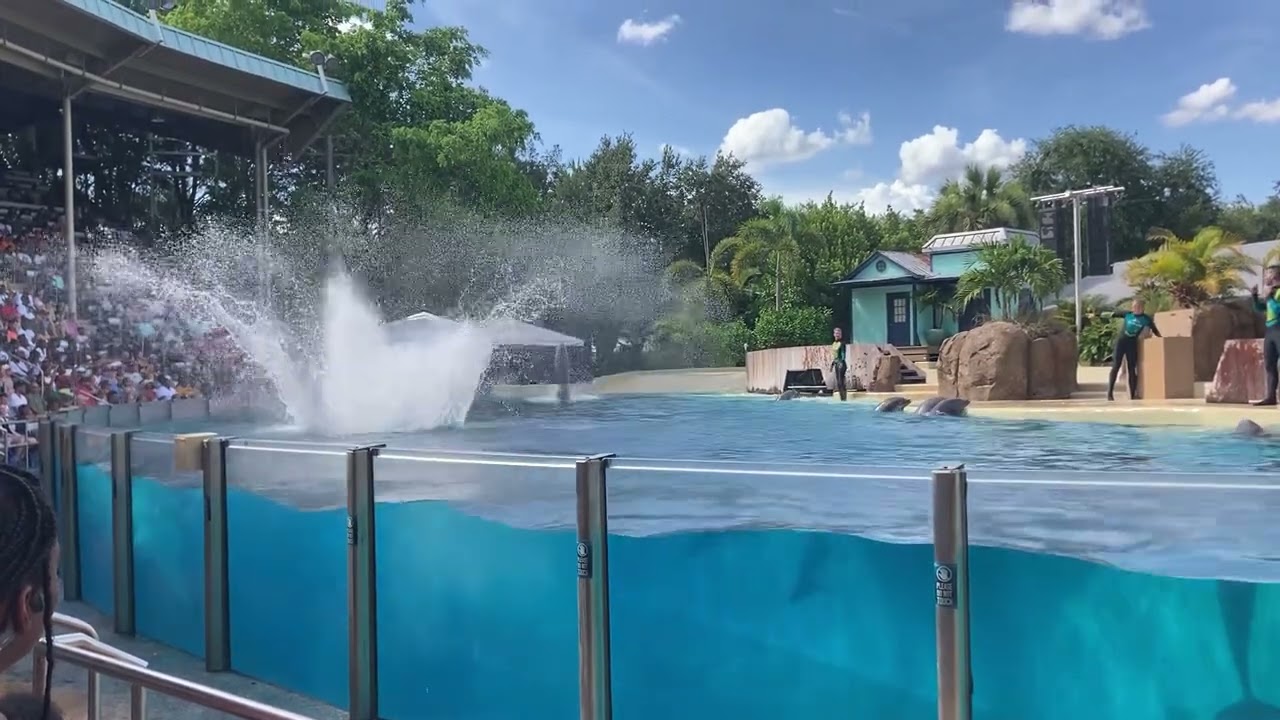 Ending dolphin show