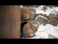 Manul kittens are playing snowballs
