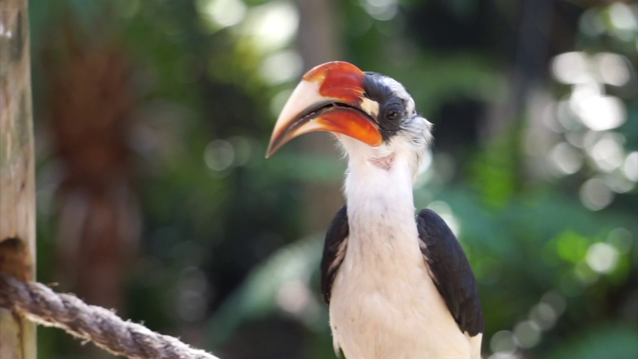 Zazu Red Billed Hornbill Screaming Bird Eating Worm Bug Insect Lion King Busch Gardens Tampa Florida Youtube