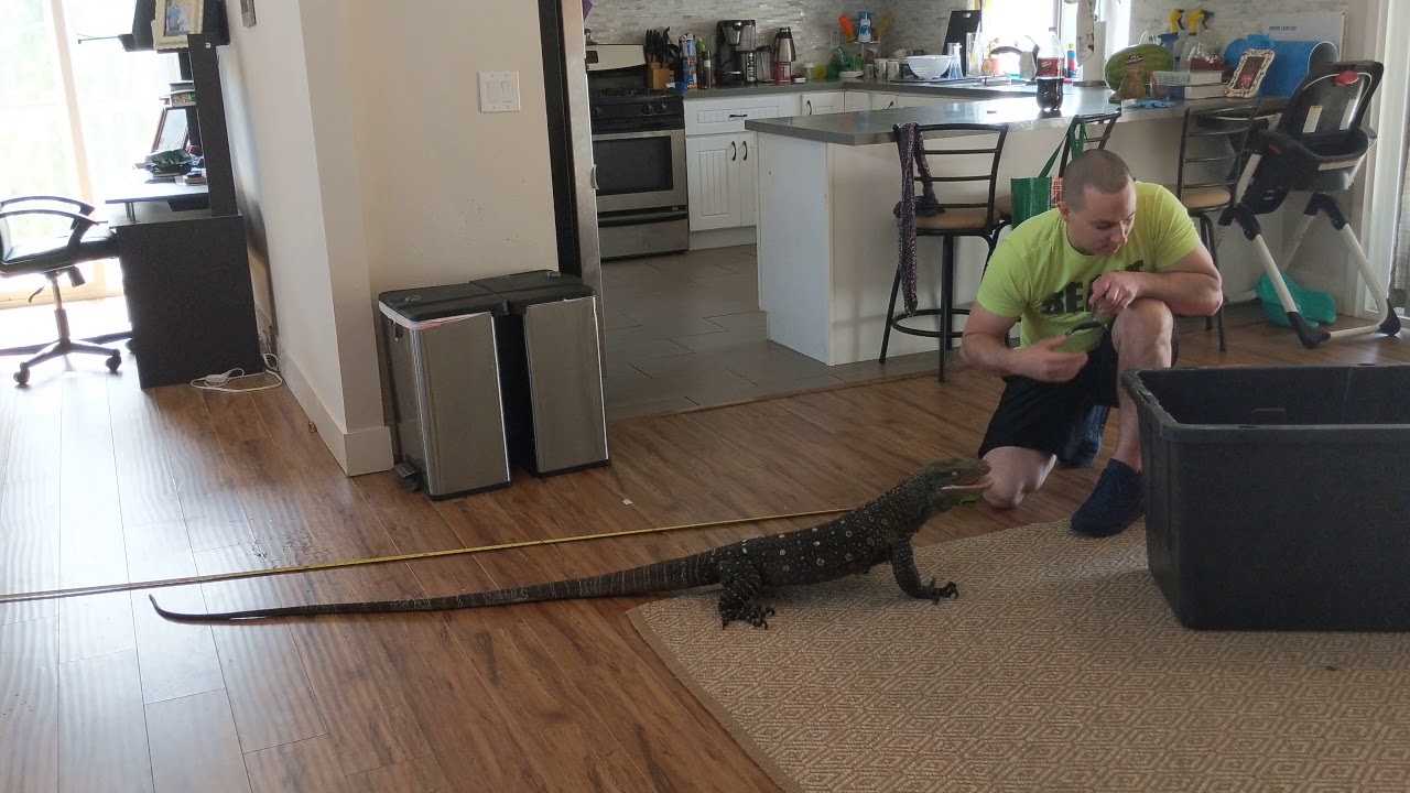 Croc Monitor Varanus Salvadorii Urban Free-Roam Action! Hahaha so cool!!!