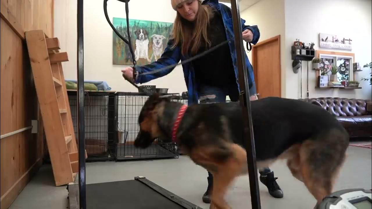 How to leash train your dog not to pull + dog training loose lead