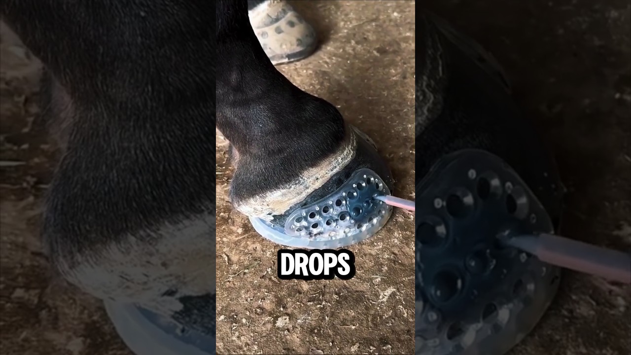 You’ve Never Seen a Horseshoe Like This Before! 🐎💡