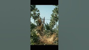 Many Drones Crash Into Palm Trees and Knock Them Down! #drone #short #shorts