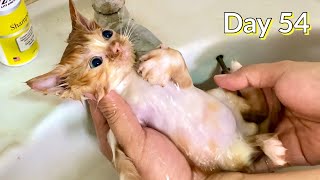 Day 54: Kitten is So Behaved During His First Bath! - So Cute! - Day 54 of Day 100 by The Cuddly Cats 337 views 1 year ago 4 minutes, 25 seconds