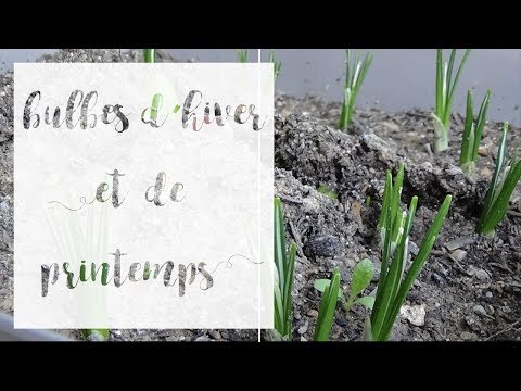 Vidéo: Culture De Tulipes En Serre (19 Photos) : Quelles Maladies Peuvent Survenir Lors Du Forçage ? Combien De Tulipes Poussent-elles ? Règles D'alimentation