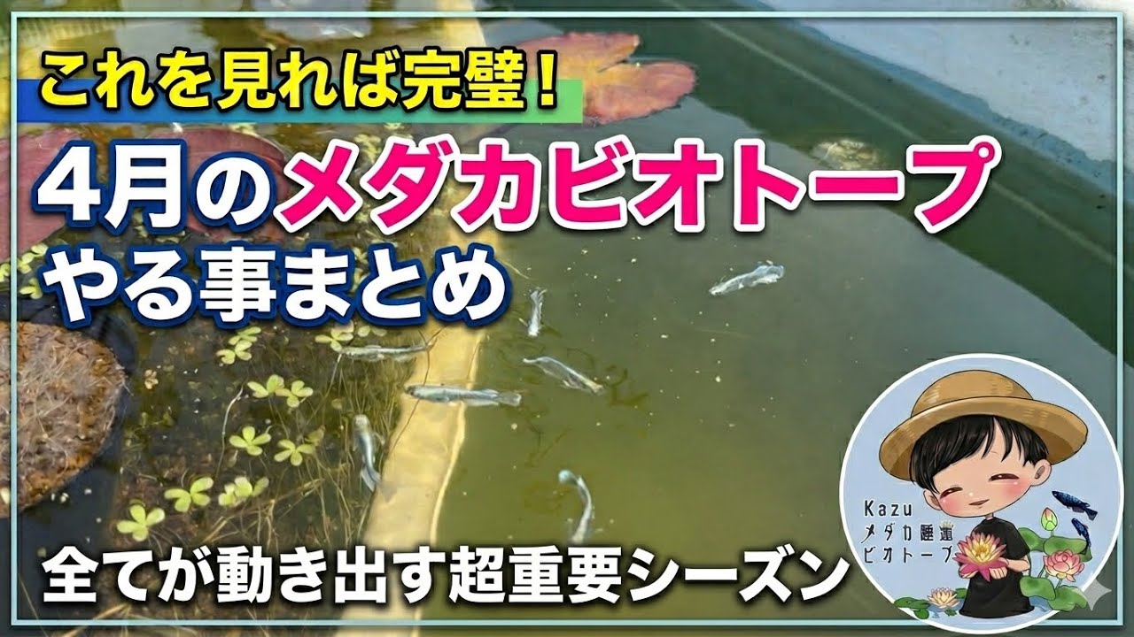 A summary of the most important tasks for your medaka biotope in
