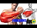 6 Best Exercises Get Bigger Forearms Forearm Workout 