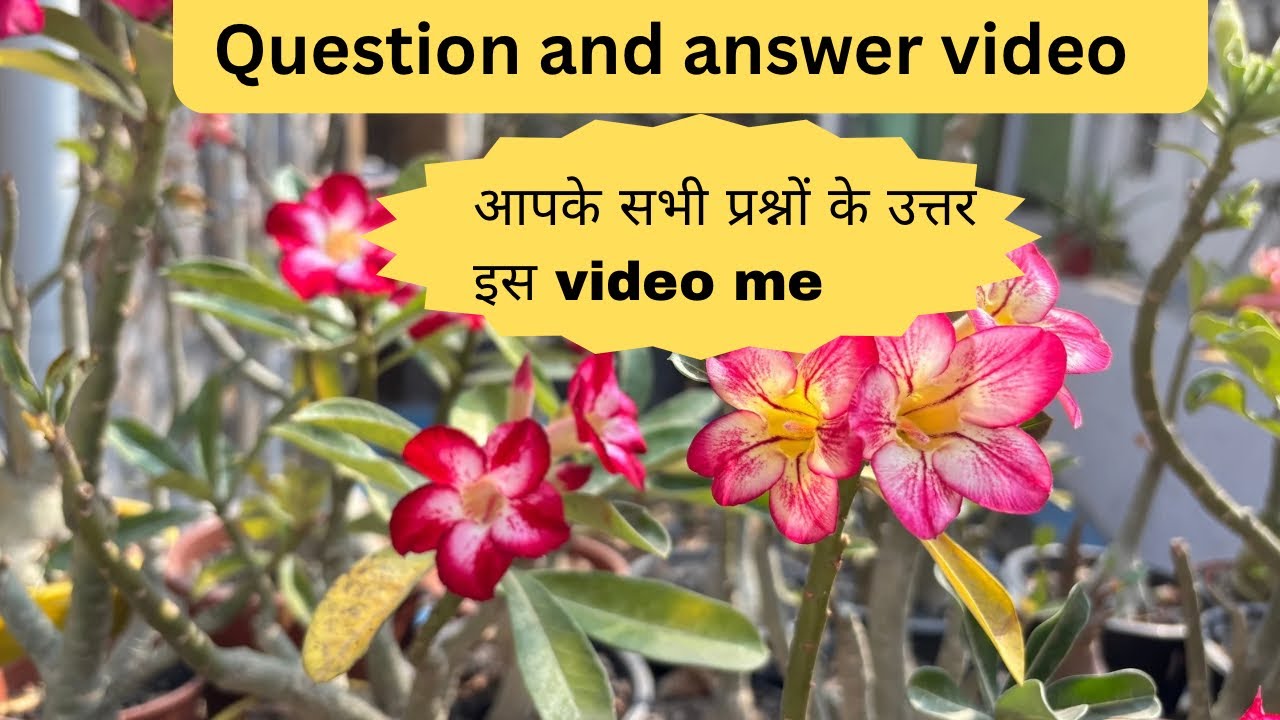 Adenium care in February question answer form
