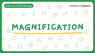 Magnification and the Light Microscope | Edexcel IGCSE Biology